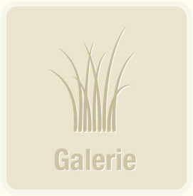 Galerie-Kachel mit Gras.